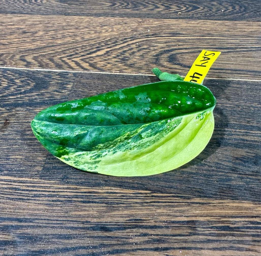 Variegated Monstera Peru Cuttings - Monstera Karstenianum Peru Variegated Rare Houseplants - Live Plant- Pet Safe Office Plant - US Seller