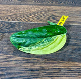 Variegated Monstera Peru Cuttings - Monstera Karstenianum Peru Variegated Rare Houseplants - Live Plant- Pet Safe Office Plant - US Seller