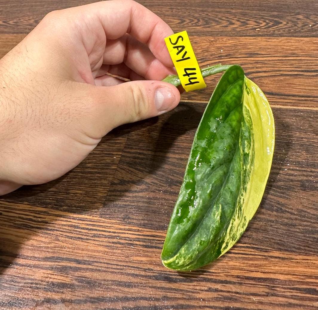 Variegated Monstera Peru Cuttings - Monstera Karstenianum Peru Variegated Rare Houseplants - Live Plant- Pet Safe Office Plant - US Seller