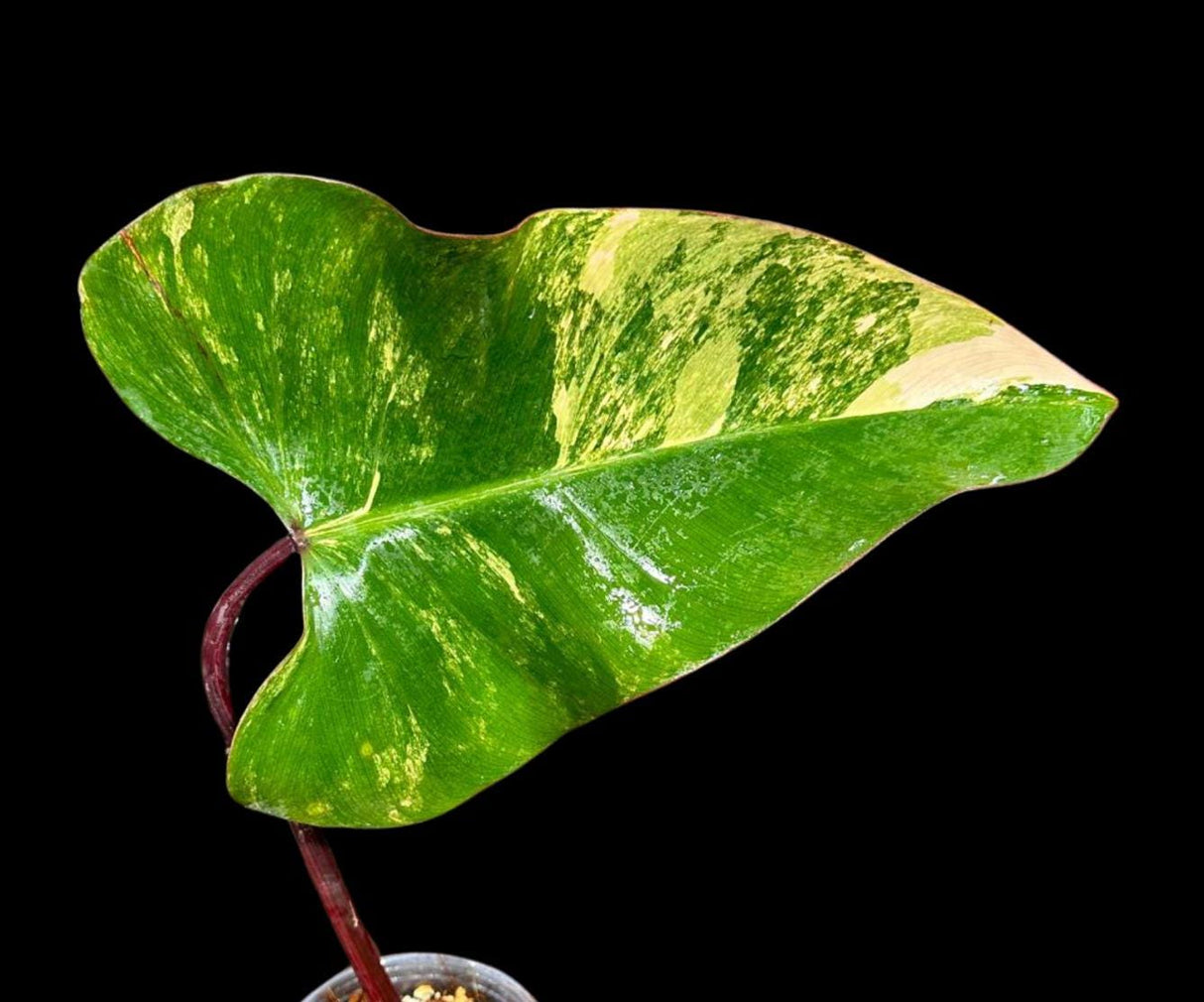 Variegated Philodendron Strawberry Shake in a Nursery Pot - Strawberry Shake RARE Collector Potted Plant -Tropical Indoor Plants - US Seller