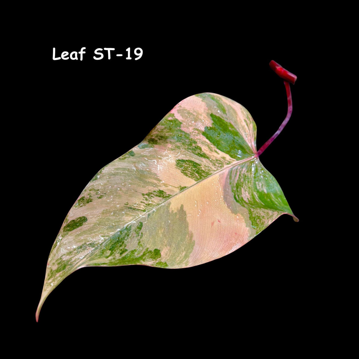 Variegated Philodendron Strawberry Shake Cutting - Rare Collector Starter Plant - Pink Philodendron Plant - Gift for Mom - US Seller