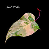 Variegated Philodendron Strawberry Shake Cutting - Rare Collector Starter Plant - Pink Philodendron Plant - Gift for Mom - US Seller