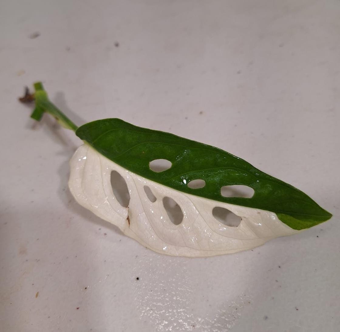 Monstera Adansonii Albo Variegated Swiss Cheese Cutting - Premium Color Swiss - Live Aroid Plants - Half-Moon Variegated Leaf - US Seller