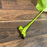 Monstera Borsigiana Aurea Variegated Cutting - Monstera Marmota - Rare Collector Plant - Pet Friendly Plants - Live Indoor Plant - US Seller