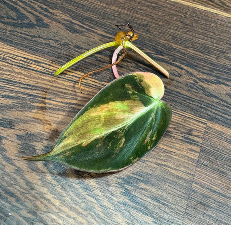 Rare Variegated Philodendron Mican Aurea Variegated Leaf Cutting - Rare Aroid Plant - Best Birthday Gift - Live Plant - US SELLER