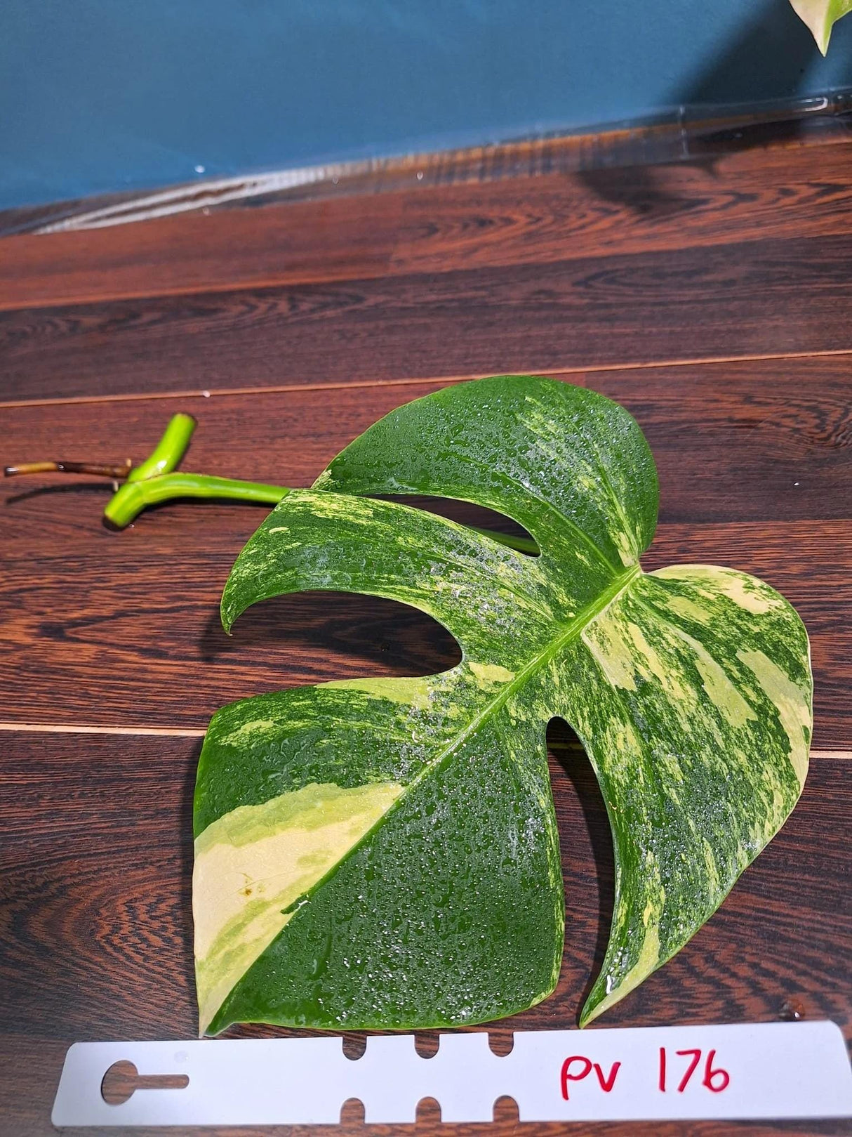 Monstera Aurea Cutting High Variegated Borsigiana - Monstera Aurea Variegata - Monstera Marmota - Gift for Mom - US Seller