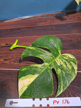 Monstera Aurea Cutting High Variegated Borsigiana - Monstera Aurea Variegata - Monstera Marmota - Gift for Mom - US Seller