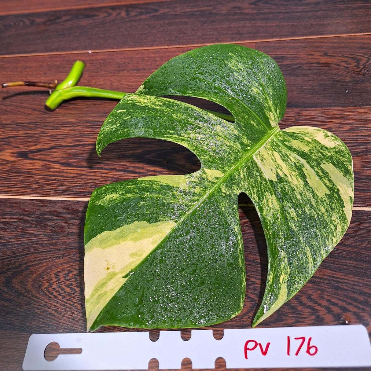 Monstera Aurea Cutting High Variegated Borsigiana - Monstera Aurea Variegata - Monstera Marmota - Gift for Mom - US Seller