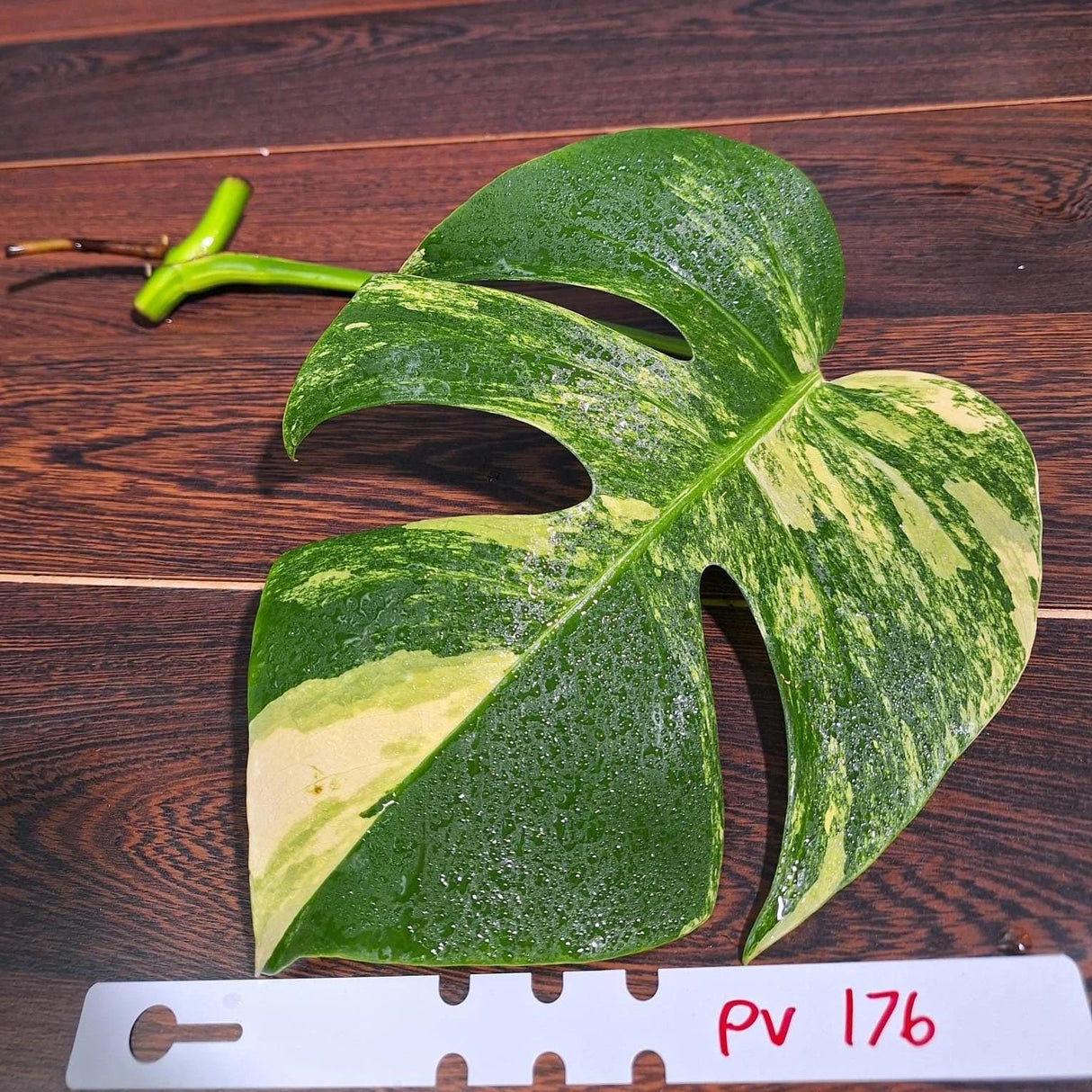 Monstera Aurea Cutting High Variegated Borsigiana - Monstera Aurea Variegata - Monstera Marmota - Gift for Mom - US Seller