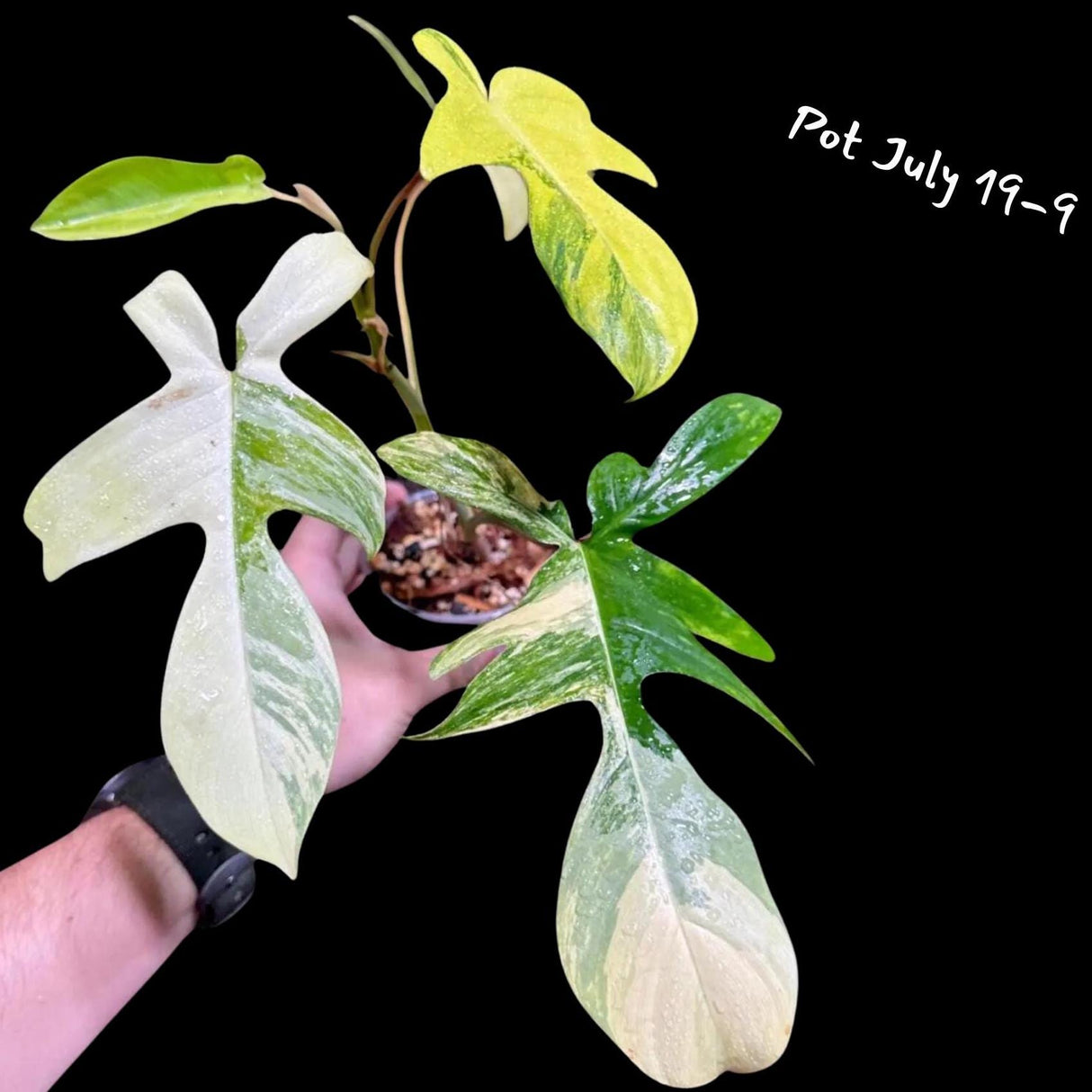 Variegated Philodendron Florida Beauty in a Pot- Extremely Rare Variegation Florida Beauty Live Indoor Plant - Similar Pot