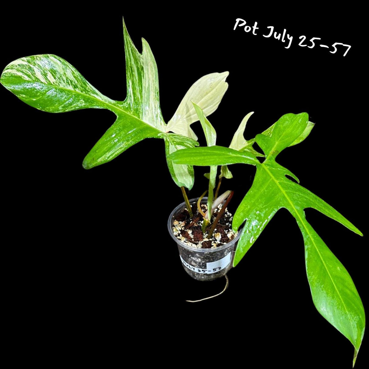 Variegated Philodendron Florida Beauty in a Pot- Extremely Rare Variegation Florida Beauty Live Indoor Plant - Similar Pot
