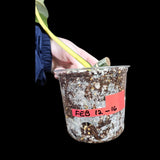 Philodendron Golden Dragon Variegated Established Plant in a Nursery Pot- Collector Rare Indoor Plants - Live Plant -Grower's Choice