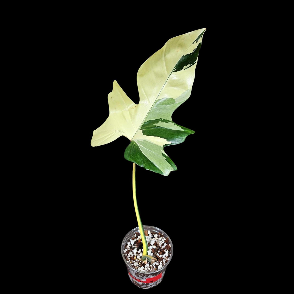 Philodendron Golden Dragon Variegated Established Plant in a Nursery Pot- Collector Rare Indoor Plants - Live Plant -Grower's Choice