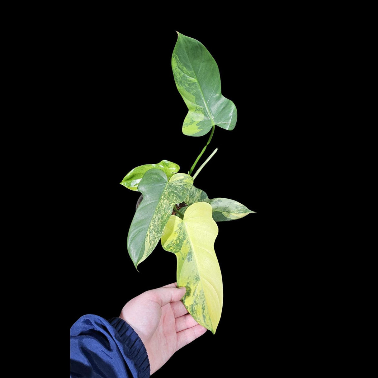 Variegated Philodendron Bipennifolium in a Nursery Pot - Bipennifolium Mature Rare Collector Plant - Exact SAME Live Plant - US Seller