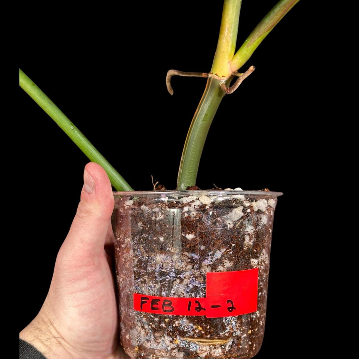 Philodendron Golden Dragon Variegated Established Plant in a Nursery Pot- Collector Rare Indoor Plants - Live Plant - SAME plant - US Seller