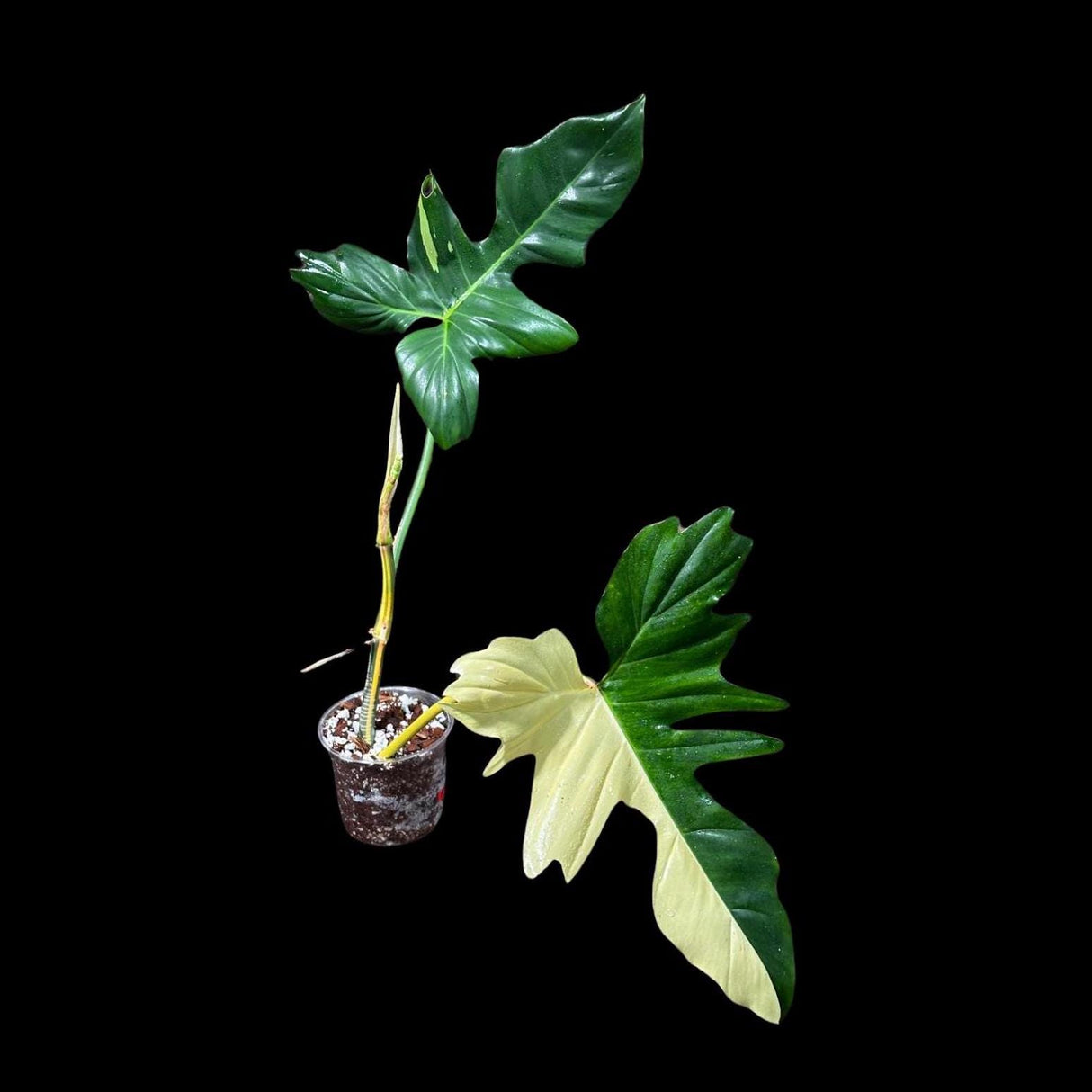 Philodendron Golden Dragon Variegated Established Plant in a Nursery Pot- Collector Rare Indoor Plants - Live Plant - SAME plant - US Seller