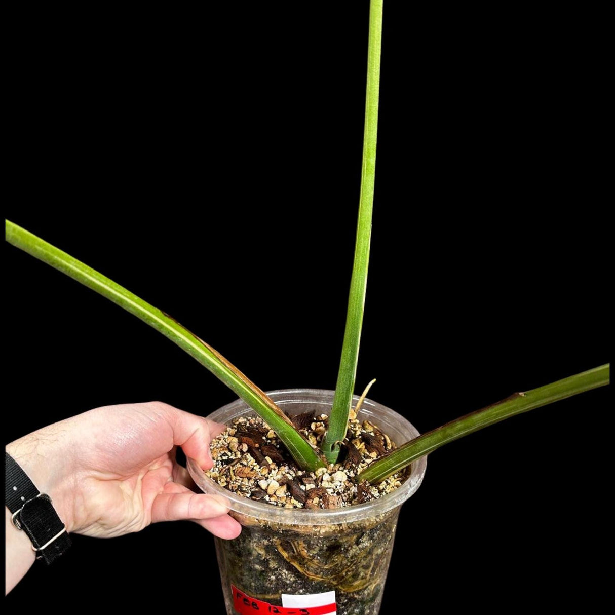 Monstera Thai constellation plant in a Nursery Pot | Large Mature Fenestration Split Leaf | Live Houseplant | US Seller