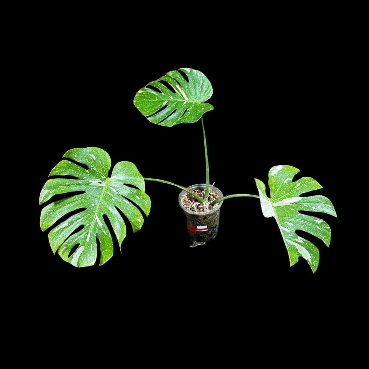 Monstera Thai constellation plant in a Nursery Pot | Large Mature Fenestration Split Leaf | Live Houseplant | US Seller
