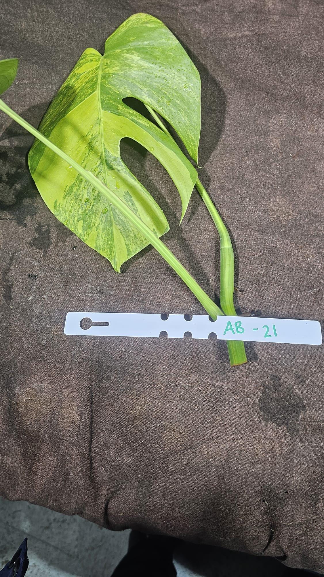 Monstera Aurea EXACT Cut High Variegated - Top Cut Monstera Aurea Variegata - Monstera Marmota - SAME Cut