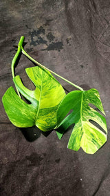 Monstera Aurea EXACT Cut High Variegated - Top Cut Monstera Aurea Variegata - Monstera Marmota - SAME Cut