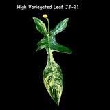 Variegated Philodendron Florida Beauty Cutting - SIMILAR PLANT as the images - Rare Collector Plant - Gift Plant - US Seller