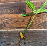 Variegated Philodendron Florida Beauty Cutting - SIMILAR PLANT as the images - Rare Collector Plant - Gift Plant - US Seller