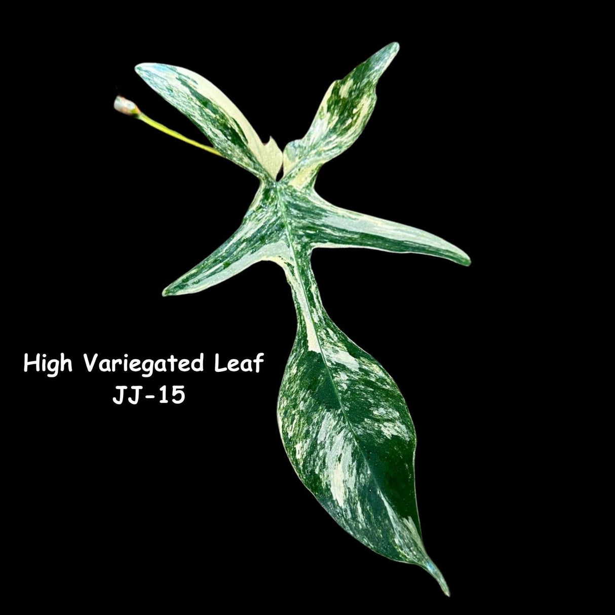 Variegated Philodendron Florida Beauty Cutting - Similar PLANT as the images - Rare Collector Plant - Rare Find - US Seller