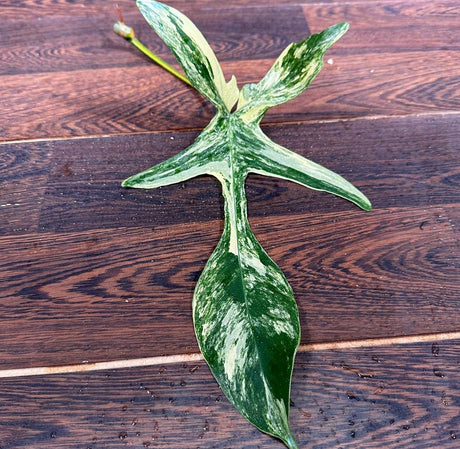 Variegated Philodendron Florida Beauty Cutting - Similar PLANT as the images - Rare Collector Plant - Rare Find - US Seller