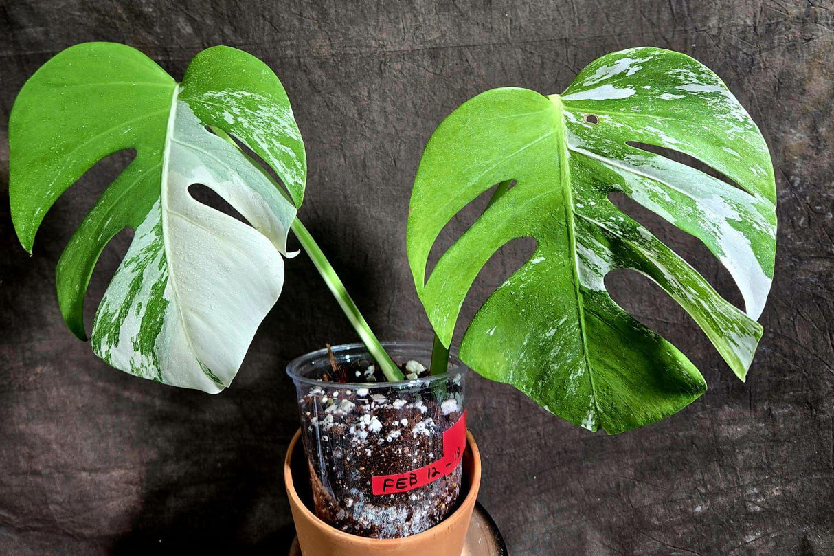 Variegated Monstera Albo Plant - Rare Indoor Monstera Albo Borsigiana Plant - Albo Monstera - US Seller - Rare Houseplant -Similar Plant