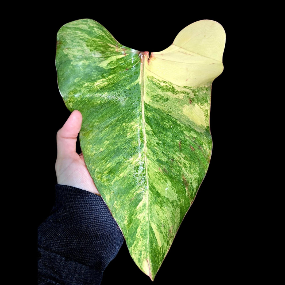 Variegated Philodendron Strawberry Shake in a Nursery Pot - Strawberry Shake RARE Collector Plant - Live Indoor Plant -US seller
