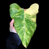 Variegated Philodendron Strawberry Shake in a Nursery Pot - Strawberry Shake RARE Collector Plant - Live Indoor Plant -US seller