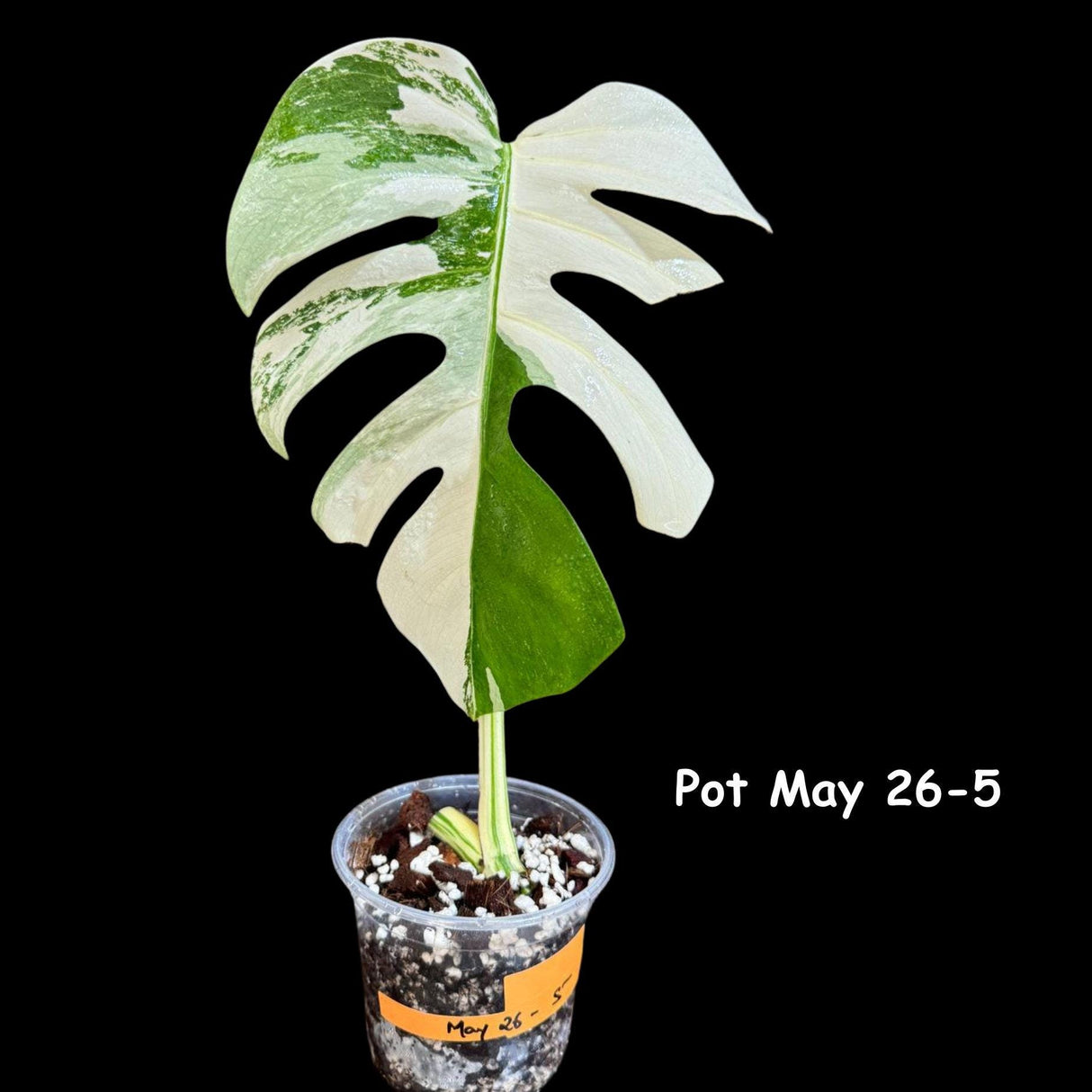 Variegated Monstera Albo Plant in a Nursery Pot - Variegated Monstera ALBO Top Cut Potted - Rare Houseplant - US SELLER