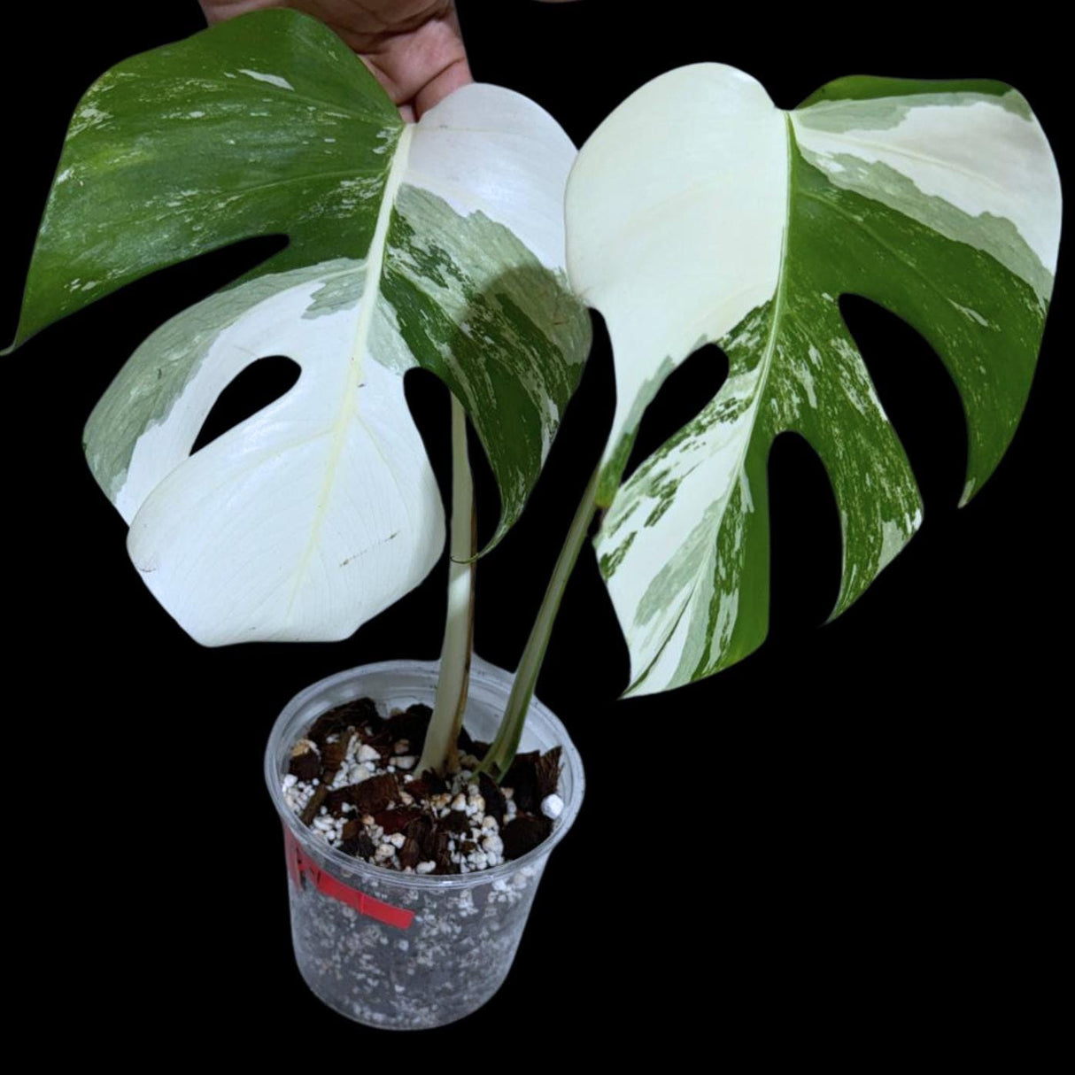 Monstera Albo Same Plant in a Nursery Pot - Variegated Monstera ALBO 2 Leaf Potted Plant - Rare Houseplants - US SELLER - Similar Plant
