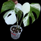 Monstera Albo Same Plant in a Nursery Pot - Variegated Monstera ALBO 2 Leaf Potted Plant - Rare Houseplants - US SELLER - Similar Plant