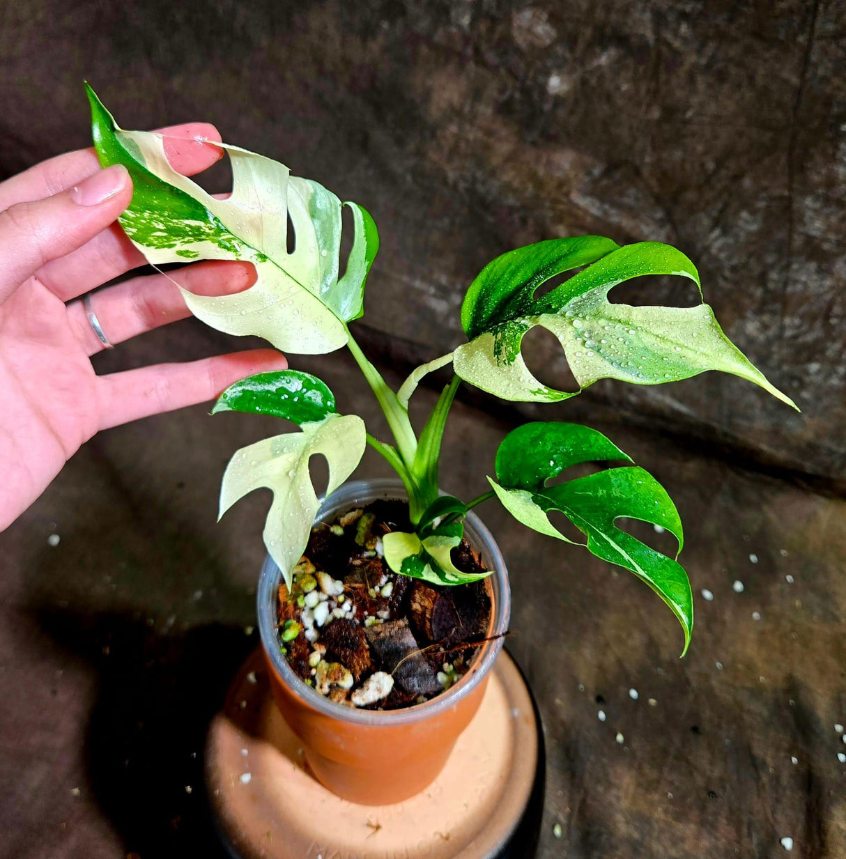 Rare Variegated Rhaphidophora Tetrasperma Albo in a Nursery Pot - Rare Mini Tetrasperma - Similar Potted Plant as images - US Seller