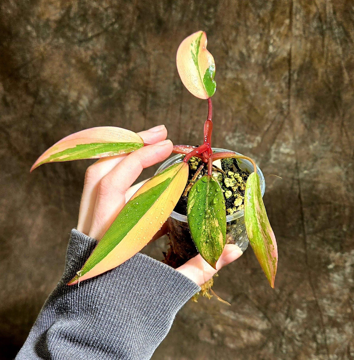 Variegated Philodendron Strawberry Shake in a Nursery Pot - Strawberry Shake RARE Collector Plant - Live Indoor Plant - Same Plant US seller