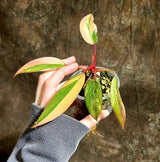 Variegated Philodendron Strawberry Shake in a Nursery Pot - Strawberry Shake RARE Collector Plant - Live Indoor Plant - Same Plant US seller