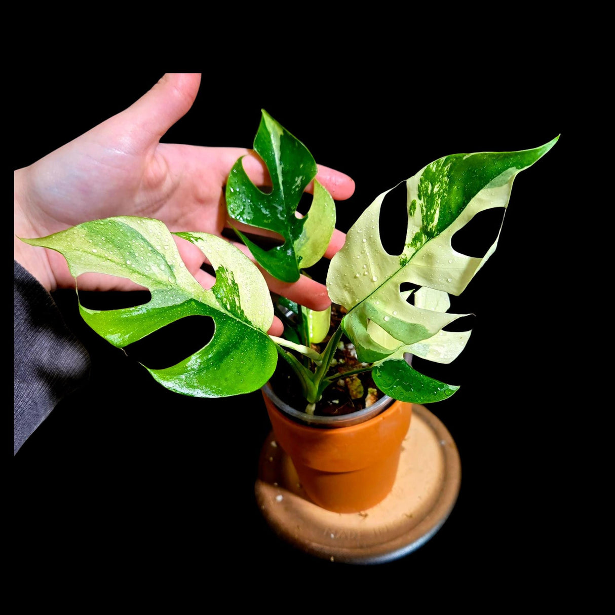 Rare Variegated Rhaphidophora Tetrasperma Albo in a Nursery Pot - Rare Mini Tetrasperma - Similar Potted Plant as images - US Seller