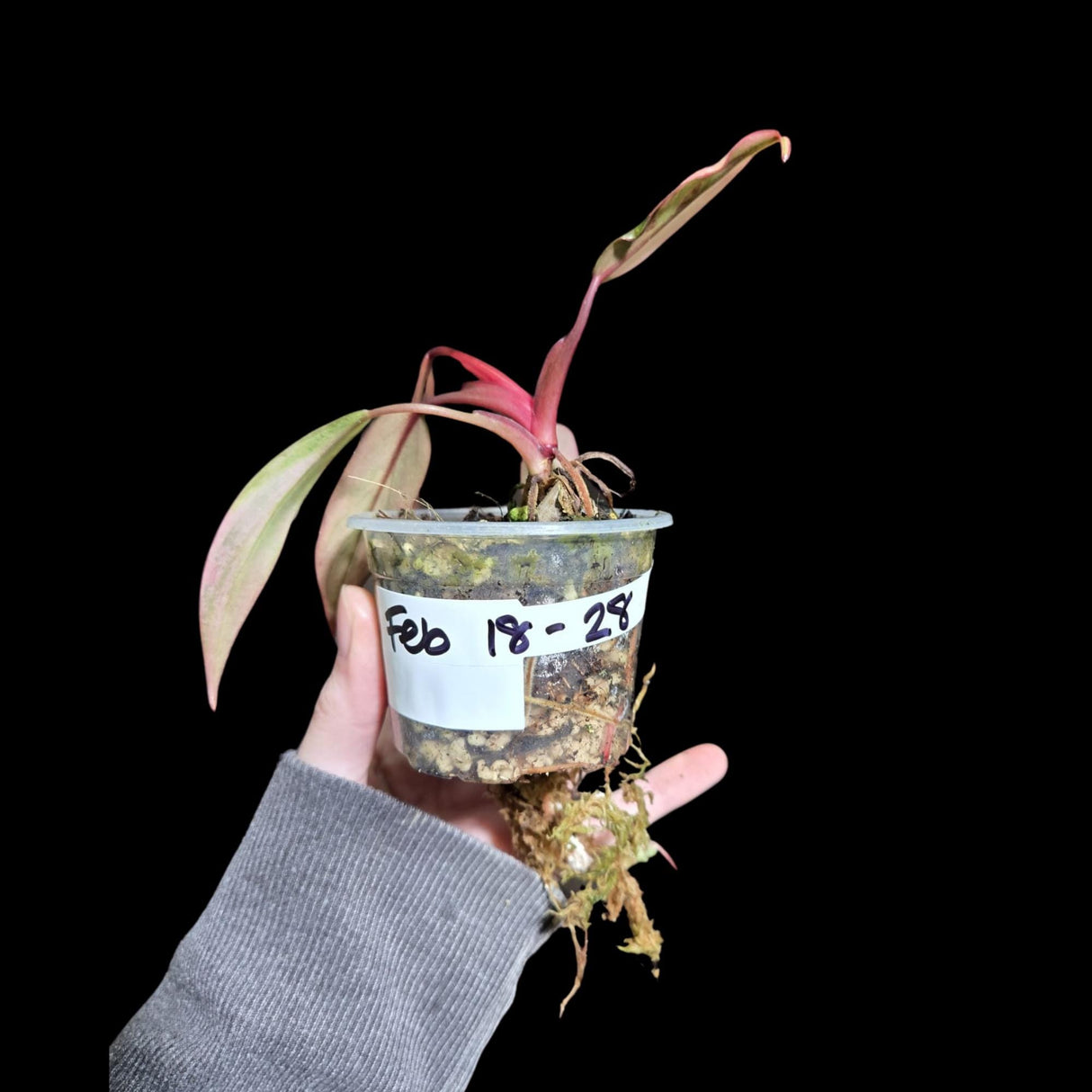 Variegated Philodendron Strawberry Shake in a Nursery Pot - Strawberry Shake RARE Collector Plant - Live Indoor Plant - Same Plant US seller