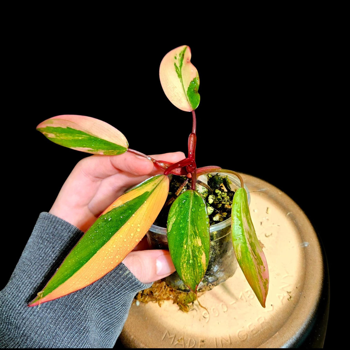 Variegated Philodendron Strawberry Shake in a Nursery Pot - Strawberry Shake RARE Collector Plant - Live Indoor Plant - Same Plant US seller