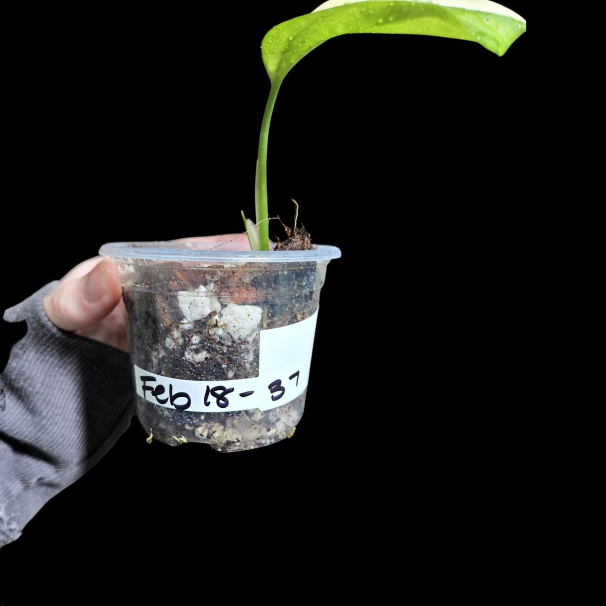 High Variegated White Monstera Adansonii Albo in a Nursery Pot - Swiss Cheese Half Moon Potted Plant- SAME pot as Image - US Seller