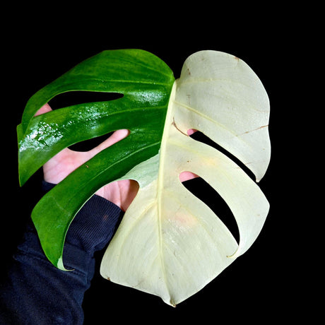 Variegated Monstera Albo Plant - Rare Indoor White Monstera Albo Borsigiana Plant - Albo Monstera - US Seller - Rare Houseplant -EXACT Plant