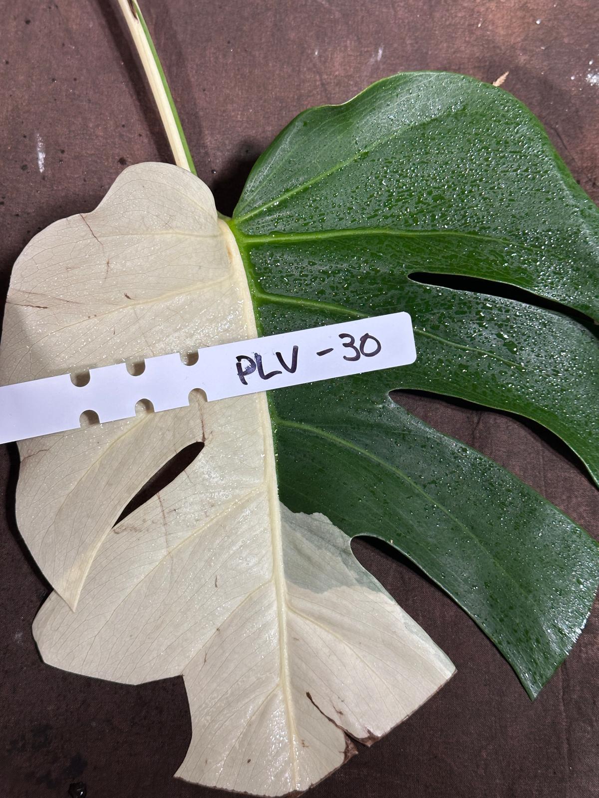 Variegated Monstera Albo Cutting - White Monstera Albo - Rare Variegated Monstera Borsigiana Aalbo - SAME plant as pictures - US Seller