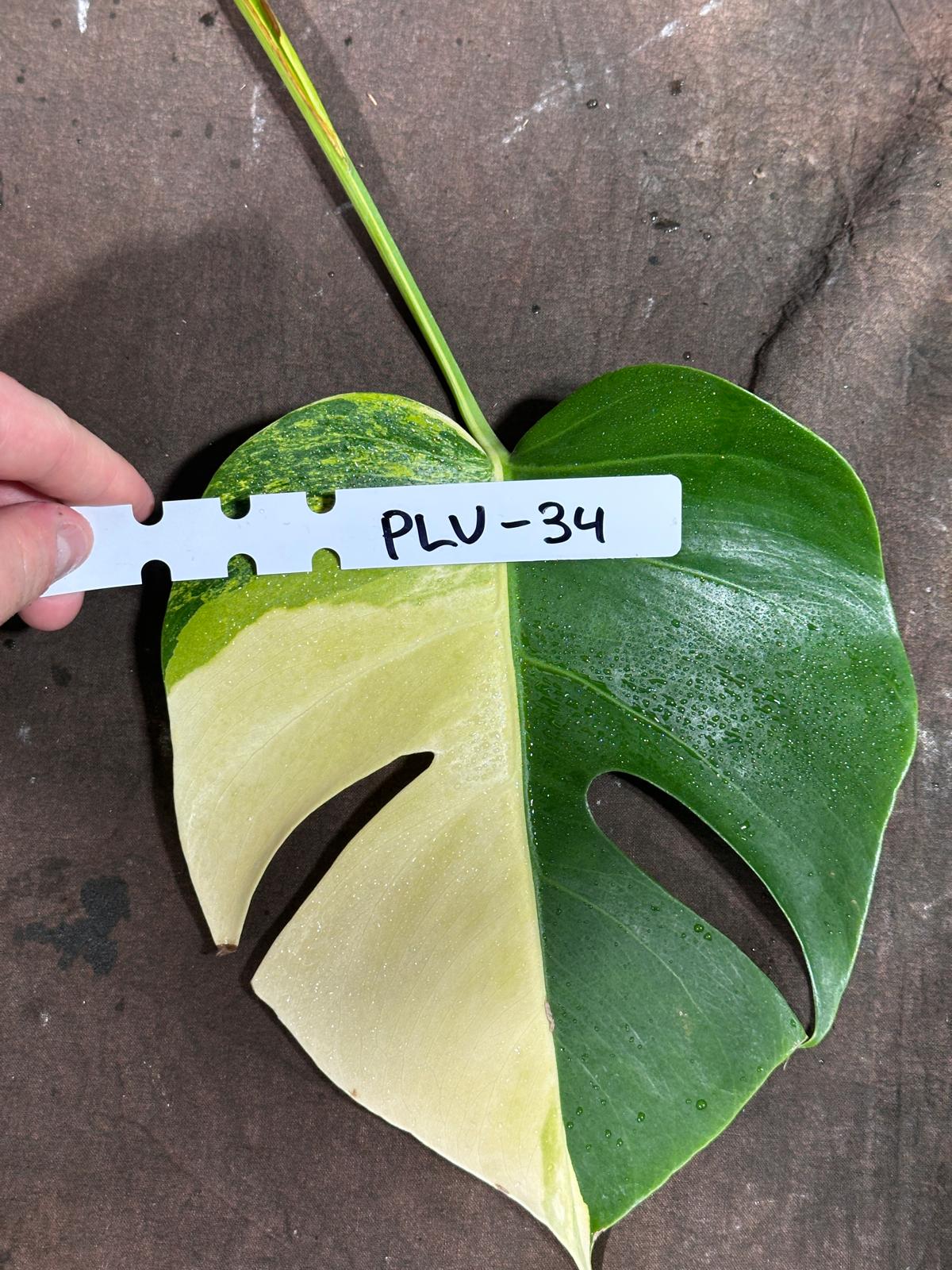 Monstera Aurea Cutting High Variegated Borsigiana - Monstera Aurea Indoor Plant - Monstera Marmota - Best Office Plant - US Seller
