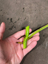 Monstera Aurea Cutting High Variegated Borsigiana - Monstera Aurea Indoor Plant - Monstera Marmota - Best Office Plant - US Seller