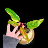 Variegated Philodendron Strawberry Shake in a Nursery Pot - Strawberry Shake RARE Collector Plant - Live Indoor Plant - US seller
