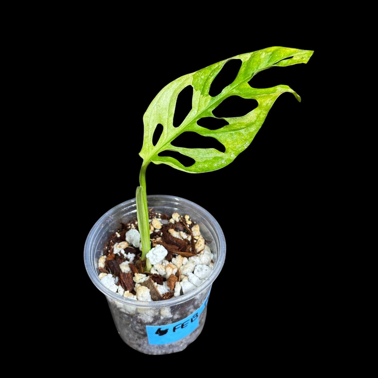 High Variegated Monstera Adansonii Aurea in a Nursery Pot - Half Moon Leaf Swiss Cheese Aurea Plant - SAME pot as pictures - US Seller
