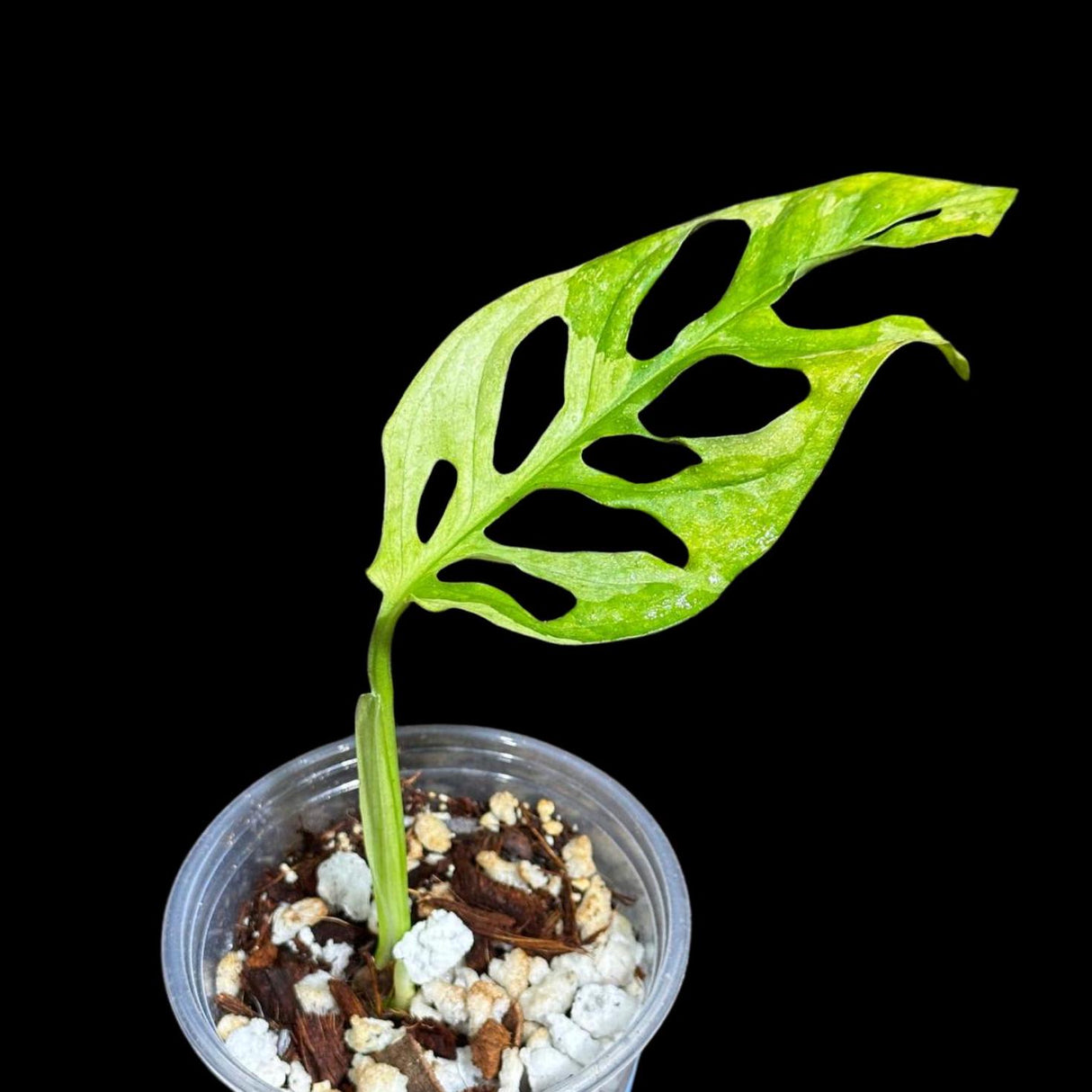 High Variegated Monstera Adansonii Aurea in a Nursery Pot - Half Moon Leaf Swiss Cheese Aurea Plant - SAME pot as pictures - US Seller