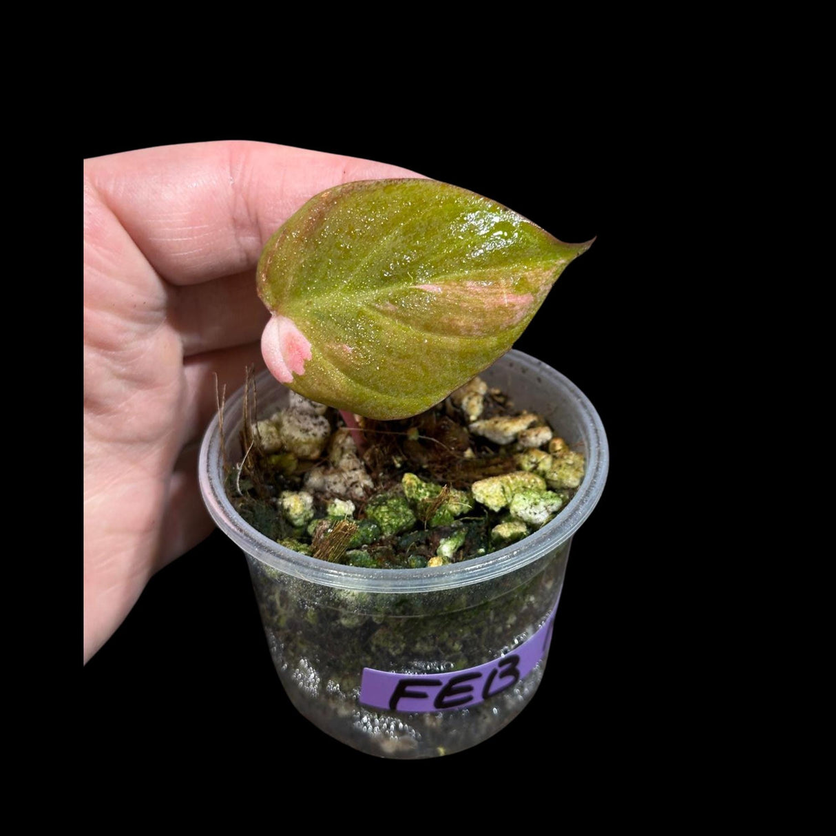 Rare Variegated Philodendron Mican Aurea in a Nursery Pot - High Variegated Mican Potted Plant - US SELLER - SAME Potted Plant