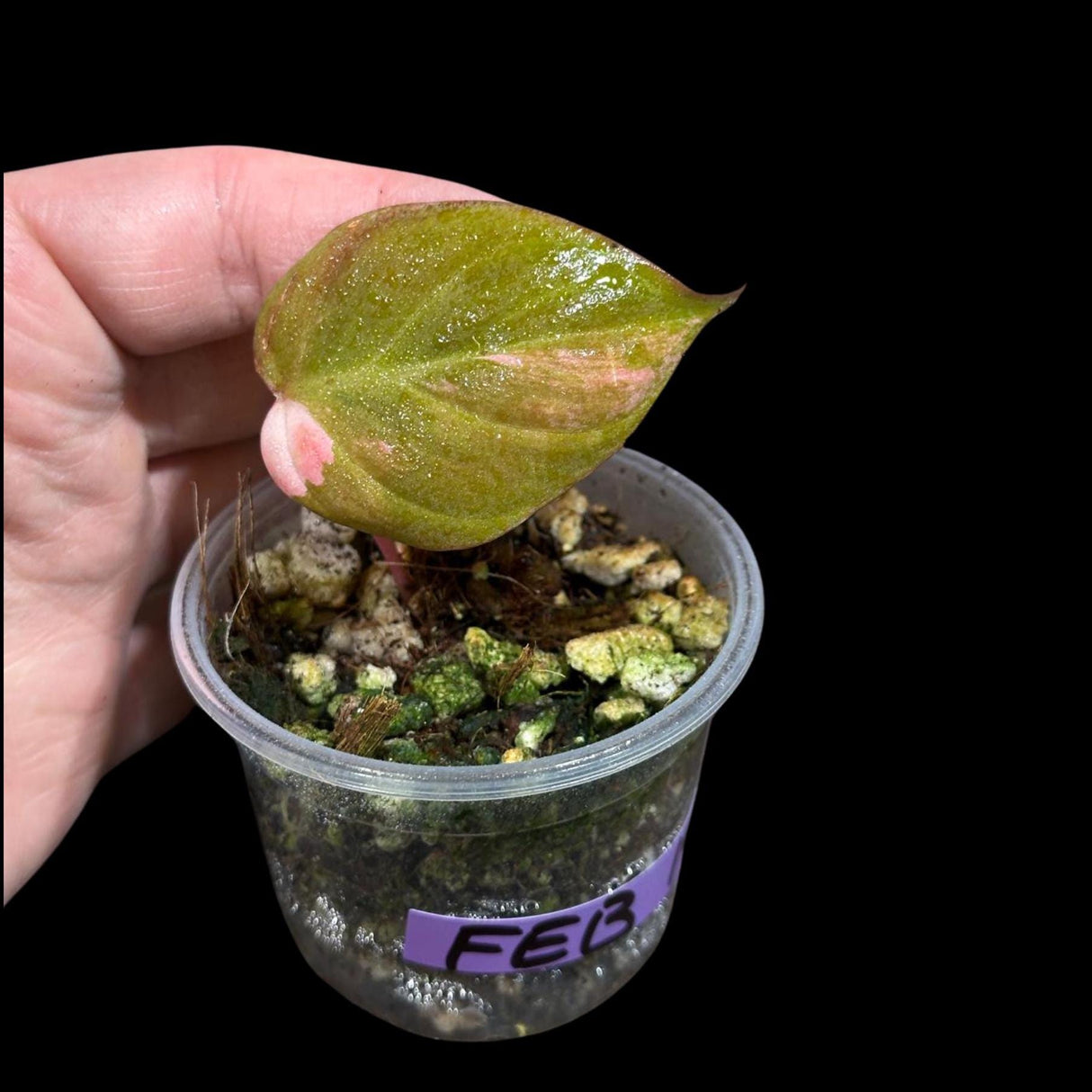 Rare Variegated Philodendron Mican Aurea in a Nursery Pot - High Variegated Mican Potted Plant - US SELLER - SAME Potted Plant